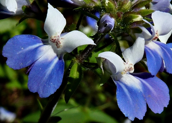 {Collinsia verna}